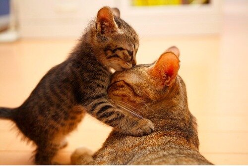 JOSEPHDHEALEY's tweet photo. Kitten http://t.co/M5VIB0buSU