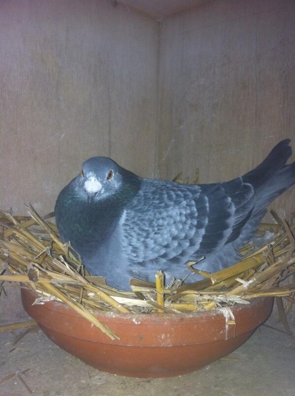 DeGebr's tweet image. Een van onze van Loon doffers op het nest!