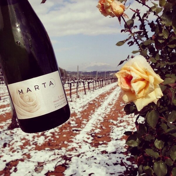 #cava #Marta Reserva 2009 #winter #snow #xarel.lo #vineyards #Penedes #flowers