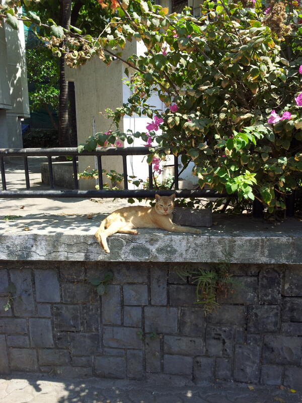 Luxusleben! RT <a href="/FriedaElaine/">Frieda</a>: <a href="/MmeMicina/">Micina</a> schau mal. hier so. 35°C