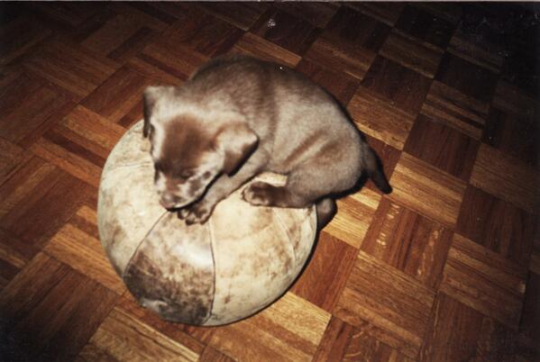 Loubomb's tweet photo. 14 years ago, feels like yesterday Copper dog #missyoumorethanyouknow #BestBuds http://t.co/q0QXSPdouZ