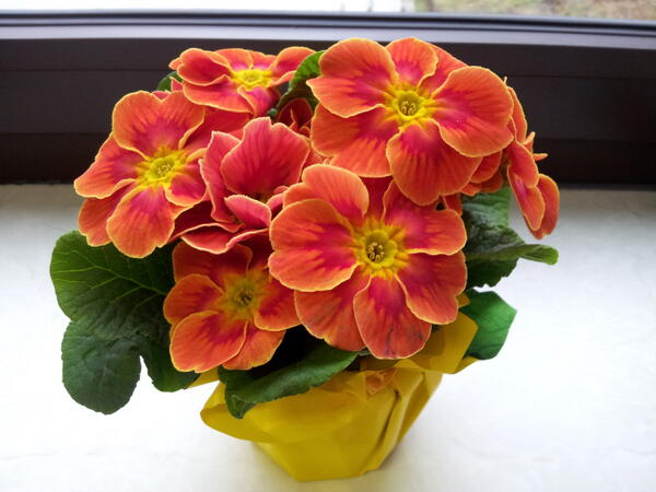 MartinaKenda's tweet image. V službi so nas razveselili. Kljub temu ujedljivo odgovarjam na voščila. Ne omenjati "praznika" čez 2 dni. #opozorilo