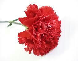 Annelerimizin, eşlerimizin, kadinlarimizin 8 Mart Dunya Kadinlar Gununu kutlariz...