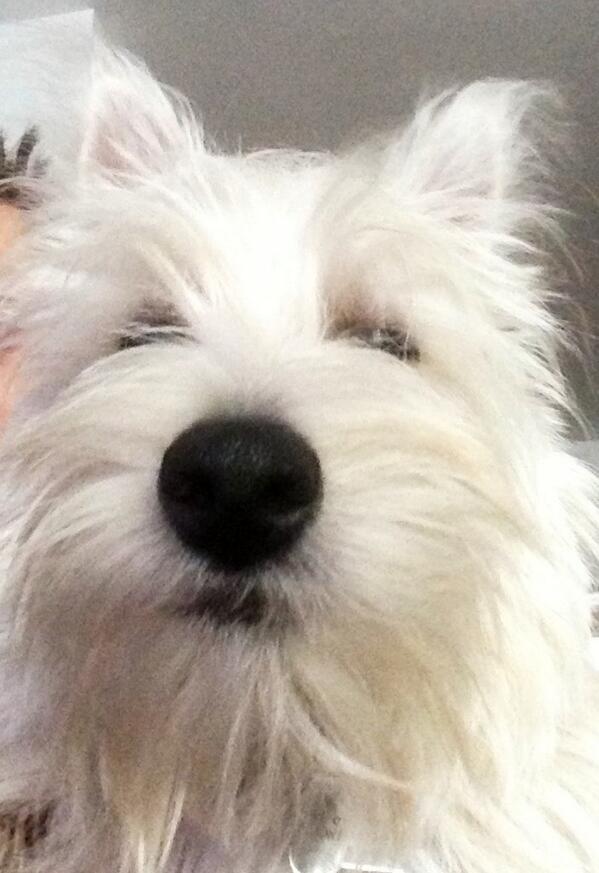 GavWonna's tweet image. Thinks that my Dog #Boogles looks alot like #Michael McIntyre
@McInTweet