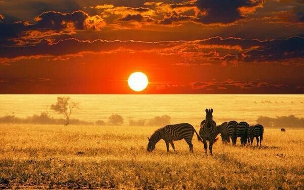 NaturPictures's tweet photo. Puesta de Sol en África. Espectacular. http://t.co/y9NQF7qc0h