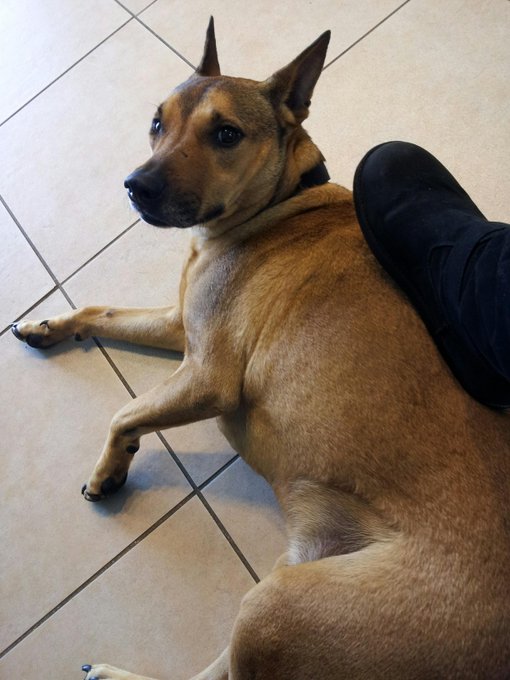 at the vet with my little man.. he is maxin' &amp; relaxin' http://t.co/Adjdc2ywY3<a href="/tag/harleyquin"class="tags"><span>#harleyquin</span></a>