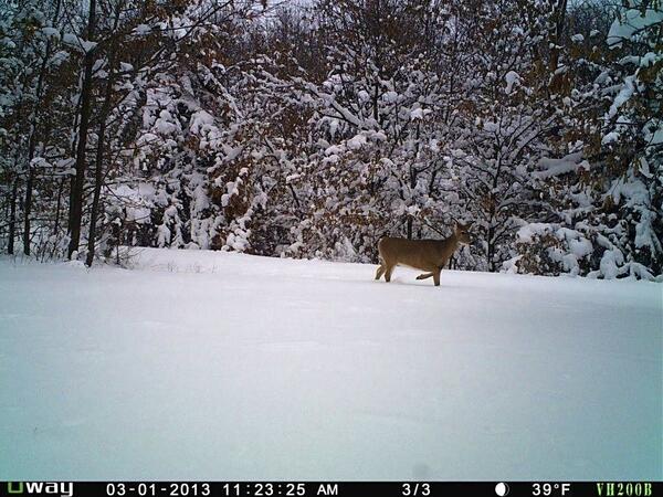 BuckemUpHunts's tweet photo. By far the sweetest picture from the most recent #trailcam pics. #deer #snow #winter2013 http://t.co/wRW87jKf1e