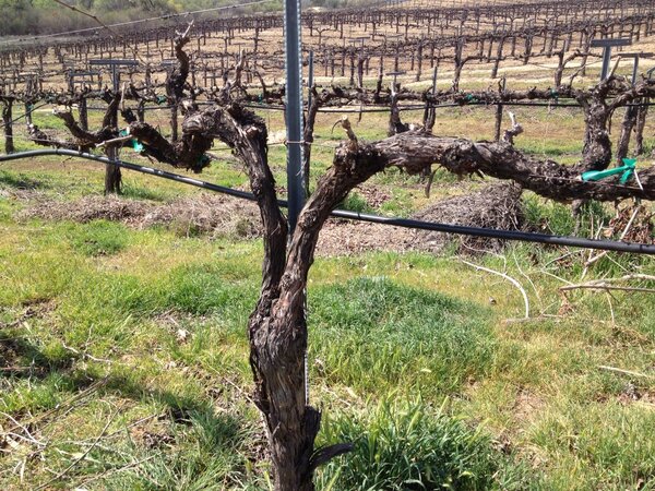 TemeculaLC's tweet photo. @MatinDuBois All pruned. Here's to a great 3013 vintage! http://t.co/pNO9HiUWXx