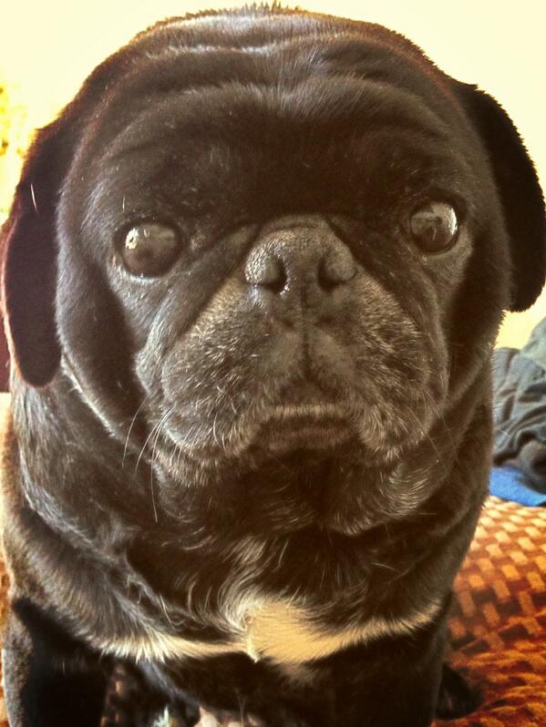 LickerishthePUG's tweet photo. Morning.. Just wakin up, but the sun is out! Walk time... As soon as I wake up. Happy Friday! http://t.co/KBALwGLMVM