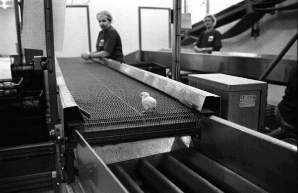 VeganTweeter's tweet photo. This is a male chick, in his last moment on earth, before falling alive into a grinder. He was not "waste". #vegan http://t.co/gEK5VFheIi
