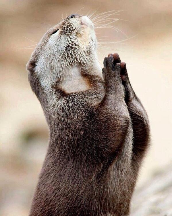 PonyFreaks's tweet photo. "@the_speakmans: Thank God it's Friday! 

Enjoy your weekend everyone. xx http://t.co/BrPZzFORaK" You too.  Ps I love your cat x