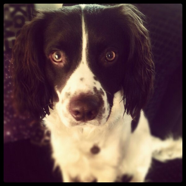 Watching #crufts with the pooch :)