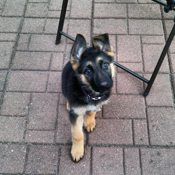 milehigh_'s tweet image. My little one, growing up fast.#germanshepherd #krusha