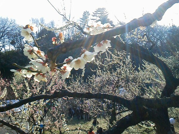goririn111 tweet picture