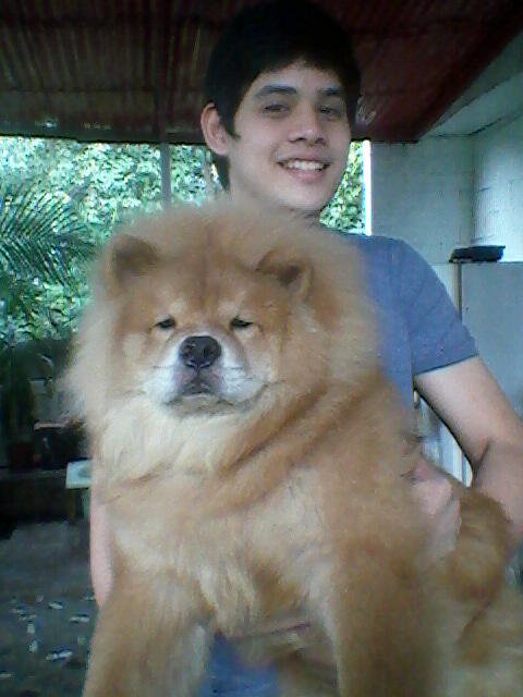 chow chow 6 months