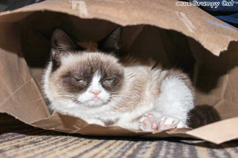 Sleepy Grumpy Cat! 