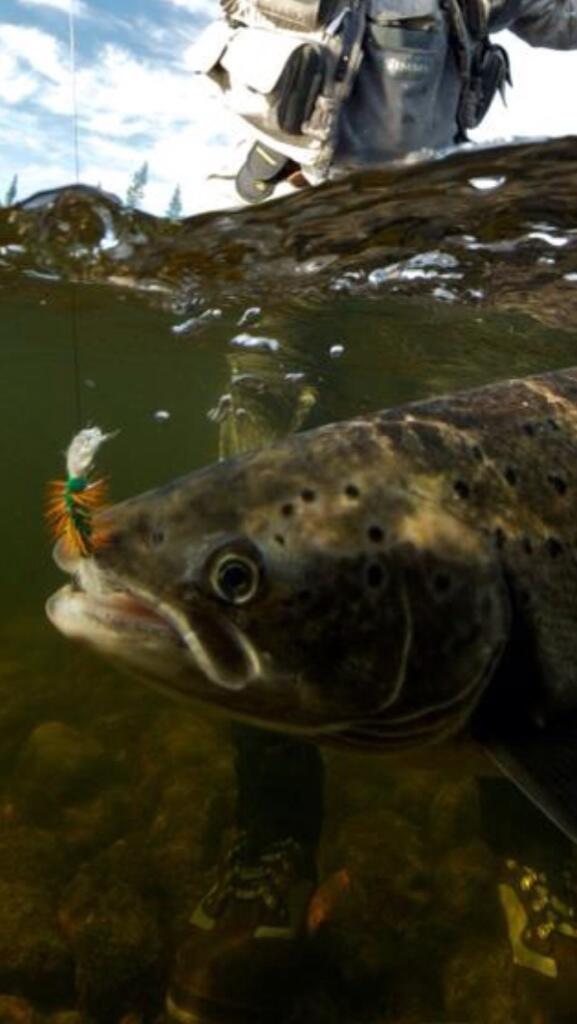 AtlanticRivers's tweet photo. "Ok" "Ok" I admit it. You got me. Now take this thing out of my lip.....
#fishing #atlanticsalmon #salmon http://t.co/9Oq2gCdbzj