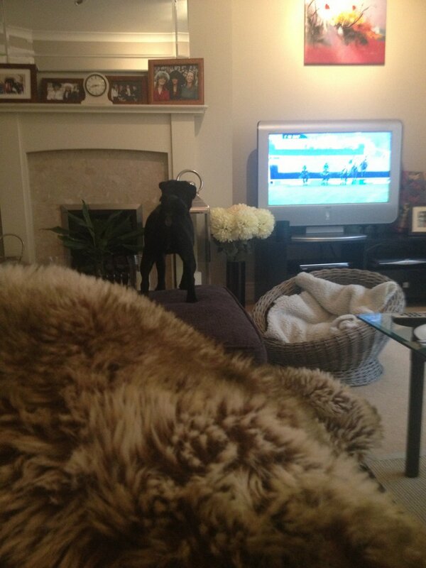 camillahendo's tweet image. This Saturday racing is keeping us on the edges of our seats..She looooves the GG's!!#pugfun only supports teamhendo