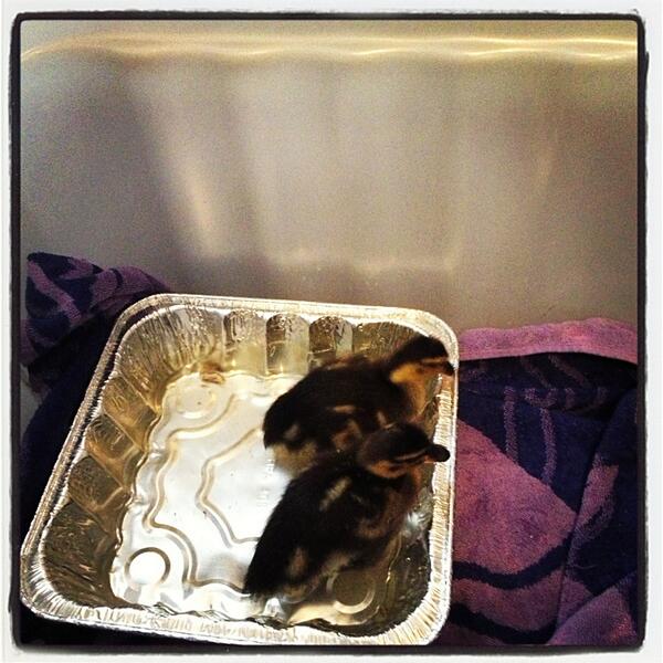 bassfishin30's tweet image. The new addition to the fam. #2ducks no big deal..