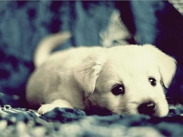 Retweet als je dit hondje wilt hebben -