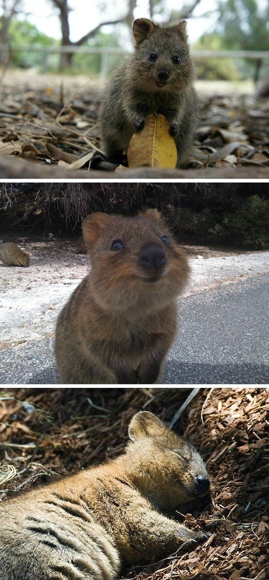 The Australian Quokka is said to be the happiest animal in the world.
