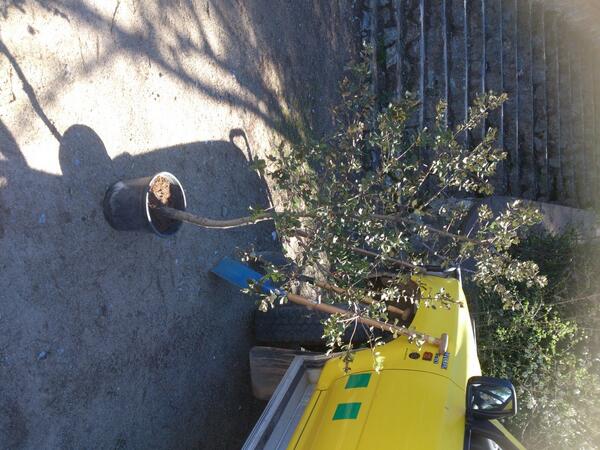 recollida2011's tweet photo. Aquesta és l'alzina minuts abans de ser plantada i de ser batejada com "Arbre de les idees" :) http://t.co/iZgJDEOQCo