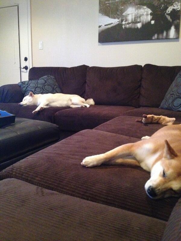 ashbren2's tweet photo. The dogs and I have a mutual agreement tonight #lazy http://t.co/hQKq0NZMyX