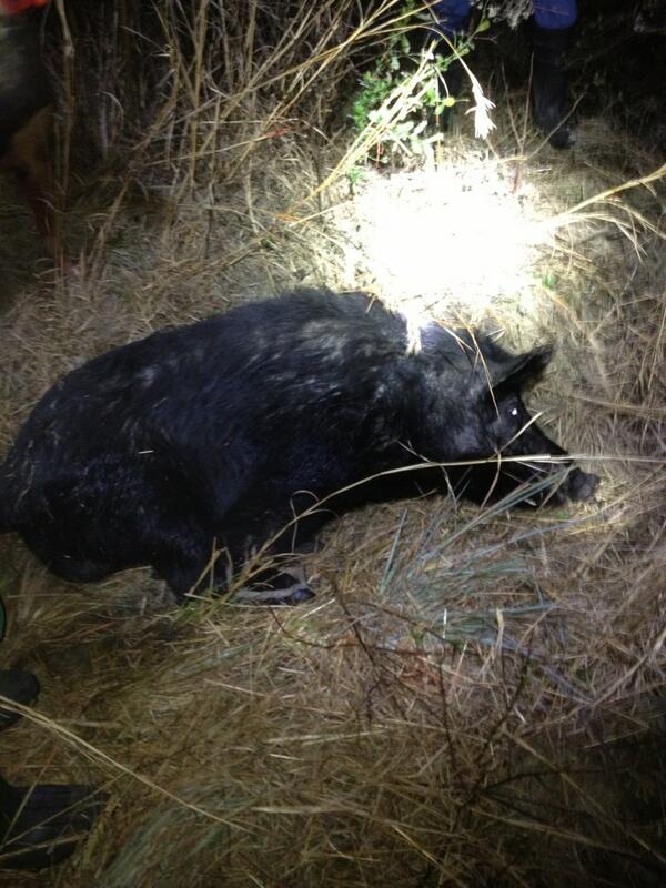 OLLIEFLOYD's tweet image. #FirstOneDown #PigAttack