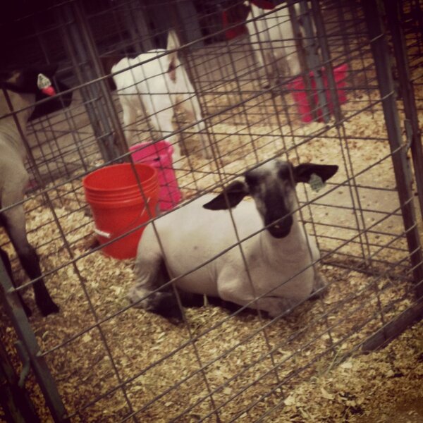 I love him so much! #Sheepstagram #FFA