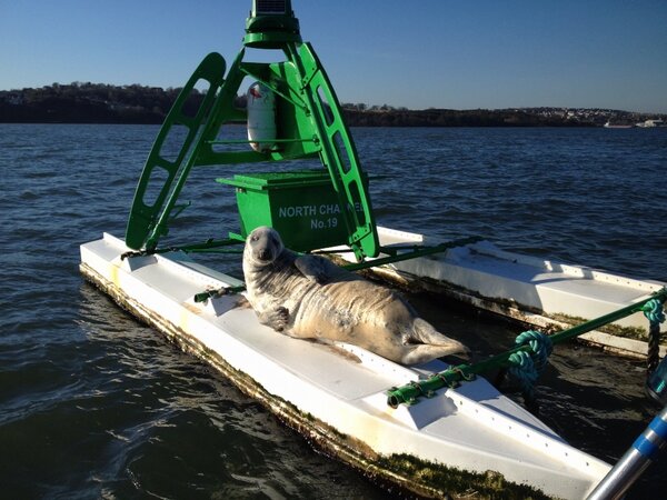Seal on No 19 buoy. Seen from the Rib on power level 2 course.