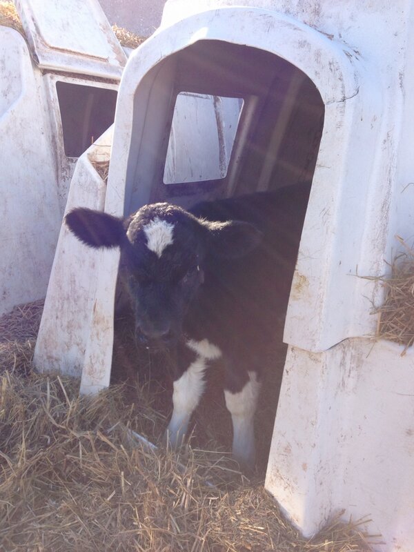 tskrilla06's tweet photo. @KelMackinnon17 seen Charley's twin today http://t.co/zqIwsMlvhq