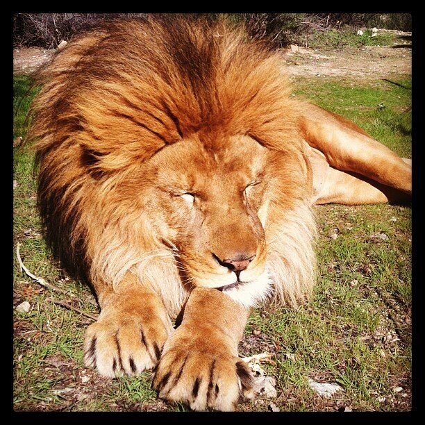 RT @WWaystation: Bolero relaxing in the sun! http://t.co/L48oaltl7I<a class="tags" target="_blank" title="On Twitter" href="/?out=eyJ0eXAiOiJKV1QiLCJhbGciOiJIUzUxMiJ9.eyJpYXQiOjE3MjMxOTE5OTEsImlzcyI6InR3cG9ybnN0YXJzLmNvbSIsIm5iZiI6MTcyMzE5MTk5MSwiZXhwIjoxNzU0NzI3OTkxLCJyZWRpcmVjdF91cmwiOiJodHRwczovL3R3aXR0ZXIuY29tL1dXYXlzdGF0aW9uIn0.xGvDPdX__t_LU7J9mmHEIkyVORlQ6rh8hxRa8li9DmQD-S5LSZBbFq9fraJ2Qu02SXIcodwxA4nuzPFkkJyAVg">@WWaystation</a><a href="/tag/rescue"class="tags"><span>#rescue</span></a><a href="/tag/adopt"class="tags"><span>#adopt</span></a><a href="/tag/chihuahua"class="tags"><span>#chihuahua</span></a>