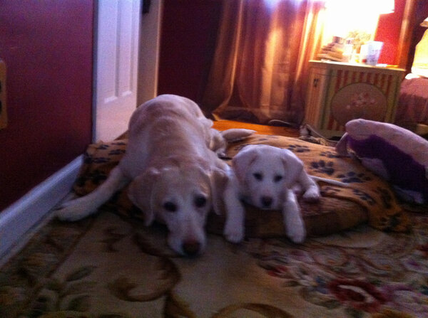 RonSansone's tweet image. @MattUlmer_Arc Not just a #SearchLab, a #SearchBuster! Year 2 Decree: More dog pics! #DogsMakeSEOBetter