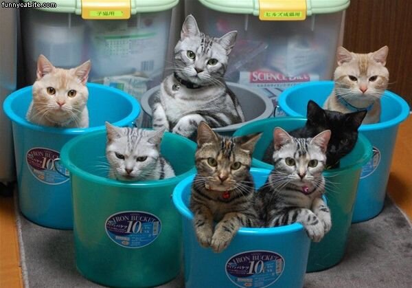 minikuimoi's tweet photo. Hentai cats #TrollTrigger #Homestuck #LameJokes #buckets http://t.co/pGkECsse4X