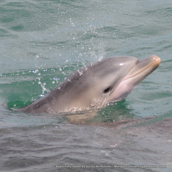 #DolphinCity has a new baby! Heavily reduced #Dolphin Eco Cruises on this Saturday, would be gr8 time to join in!