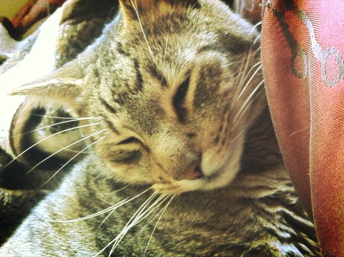 Watch Jǝѕѕica's leaked NSFW photo on TwXstars