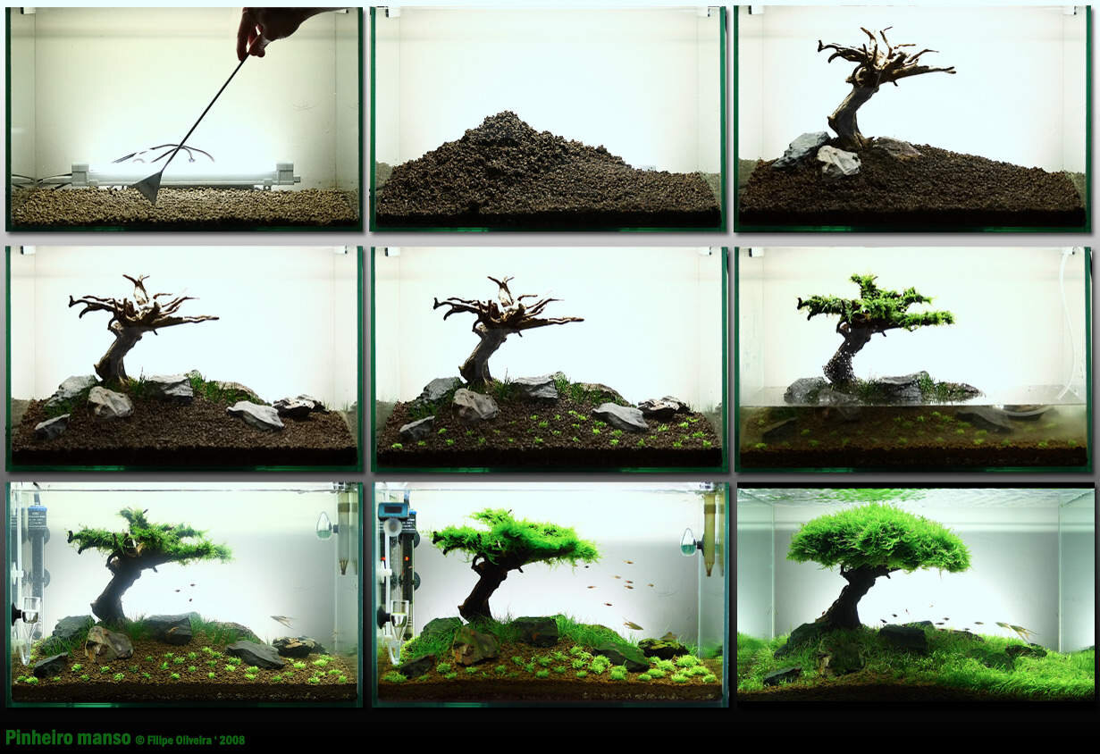 K A B on Twitter How to make bonsai tree at aquascape K A B on Twitter How to make bonsai tree at aquascape