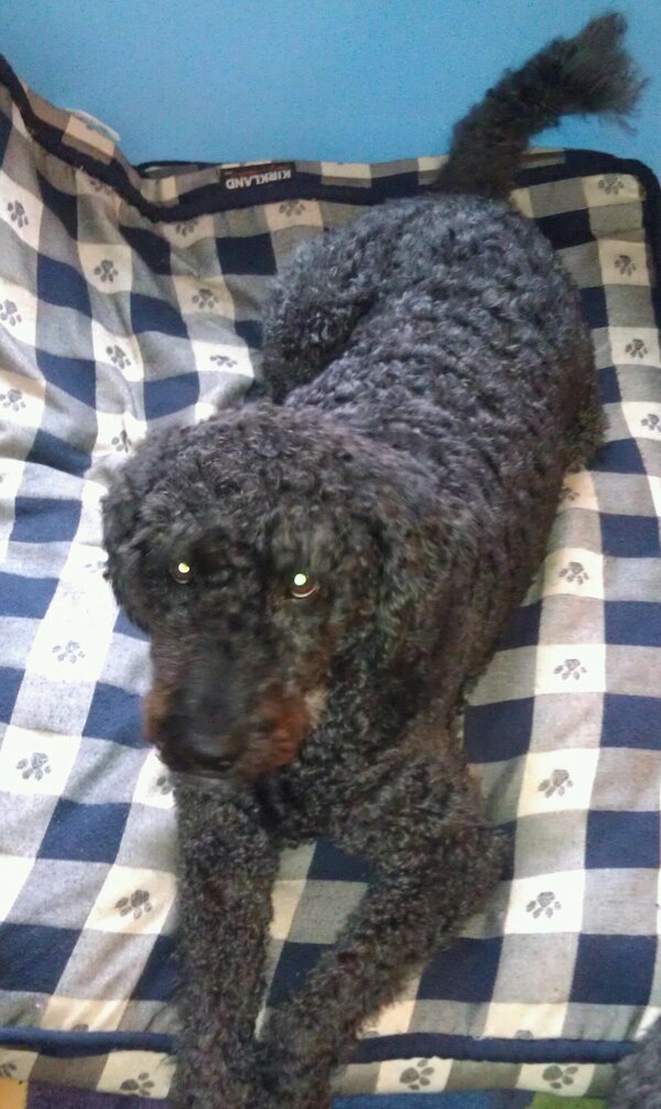 kellyjaayy's tweet image. Cutie pup! #javabean