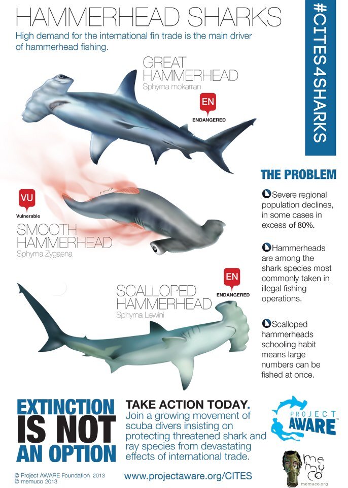 Blue Society on Twitter "Infographic Hammerhead sharks