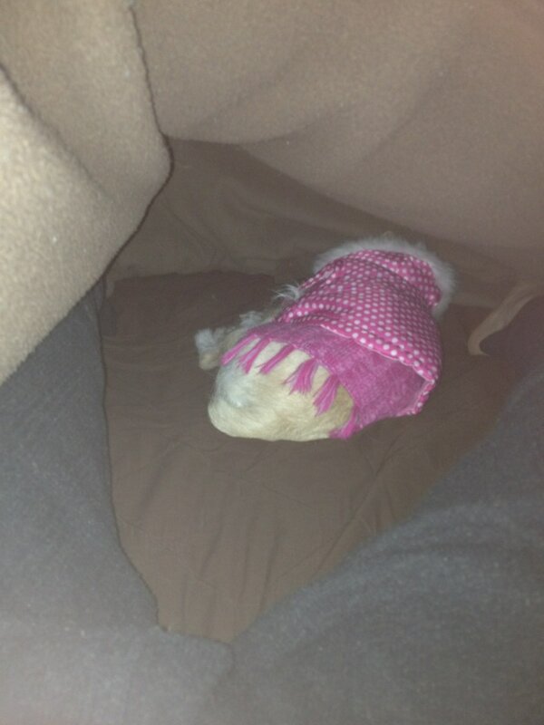 manbropig's tweet photo. Little peanut sleeping under my blankets in her jacket http://t.co/TOPdXPXXYc