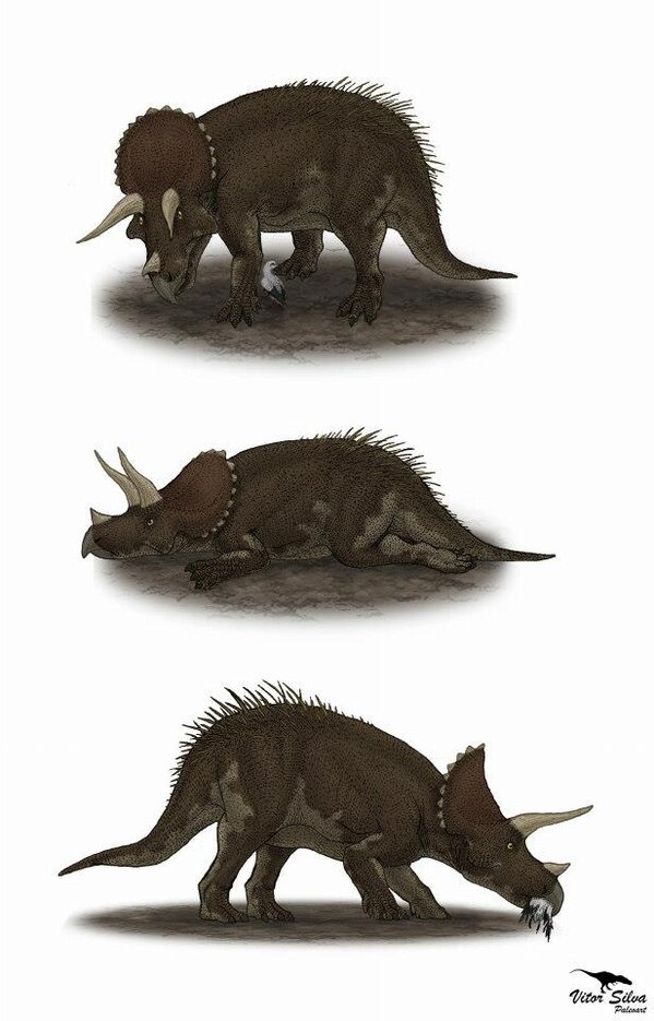 opaleoartista's tweet photo. Ilustração feita para participação no Concurso All Yesterdays. #Avisaurus #Triceratops http://t.co/YGPZJR0WH5 http://t.co/pyjHlZJnpT