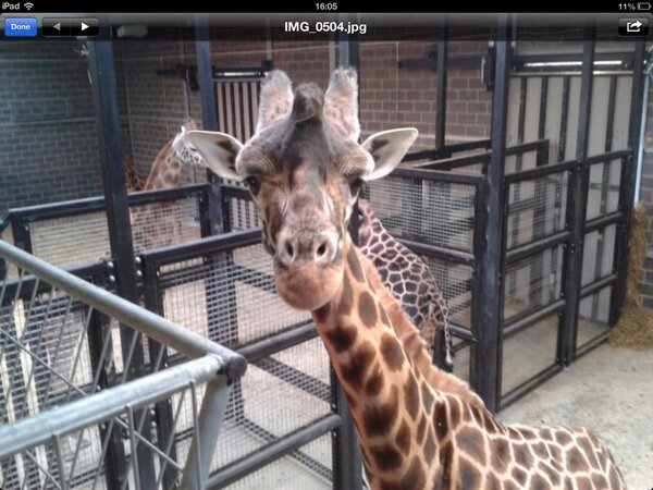 MaggiLane's tweet photo. Ha ha ha ha ! Dads got a job in the giraffe house at Chessingtons.@85_stephanie @tomlane86 http://t.co/RHim5TJRJG