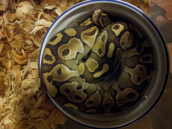 FreakeJeff's tweet image. Day at the spa! #hottub