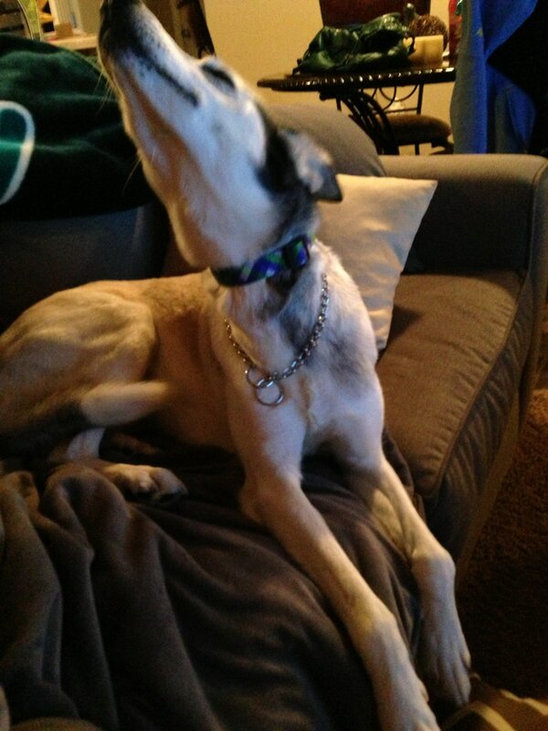 PaisleyKitten's tweet photo. Who is this strange creature downstairs they call @LollieGator? http://t.co/6BWZbjfIBu