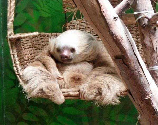 iLikeToSloth tweet picture