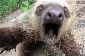iLikeToSloth tweet picture
