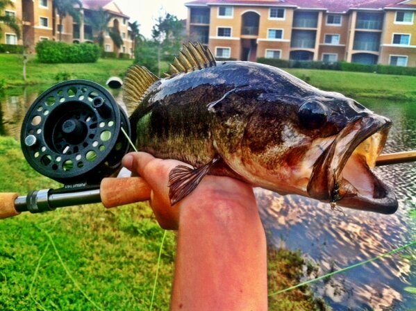 TCoastTackle's tweet image. Testing the new #8wt #bass #flyfishing #buggywhip #pond