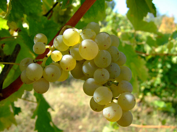 fcwinefest tweet picture