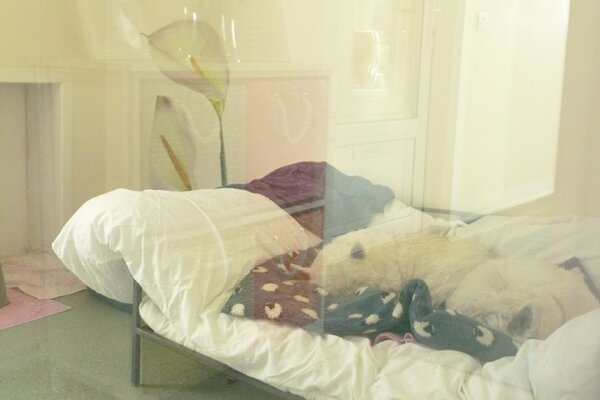 Harbottle's tweet photo. Thinking of you woofters, hope the 5* doggie hotel is looking after you x x http://t.co/kdgJUhHhar