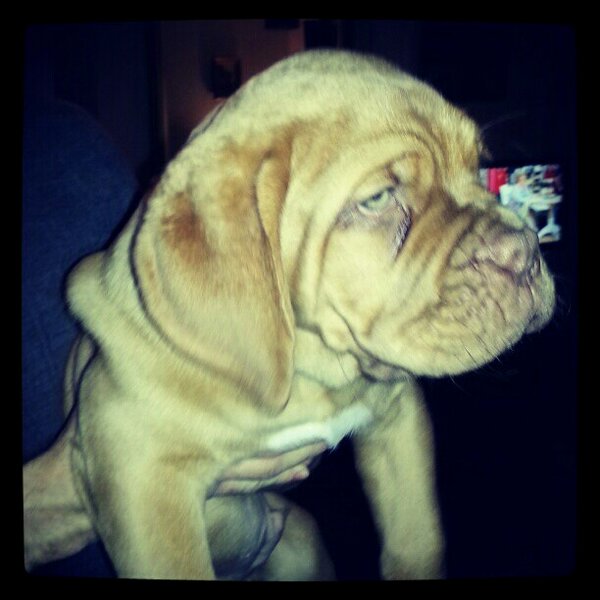 BennickD's tweet photo. 10 weeks and already 2 stone http://t.co/Kjo5keXNri